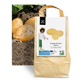 Pomme de terre maïwen