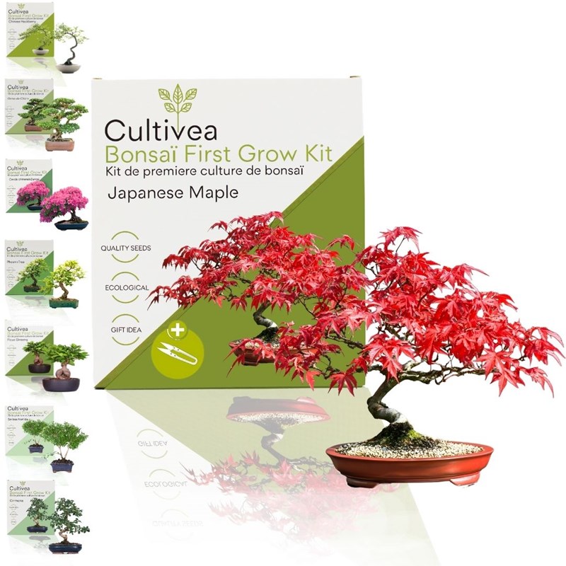 Cultivea-kit first bonsai japanese maple