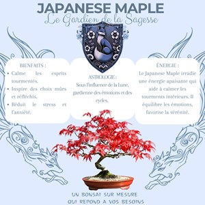 Cultivea-kit first bonsai japanese maple
