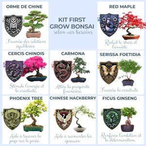 Cultivea-kit first bonsai japanese maple