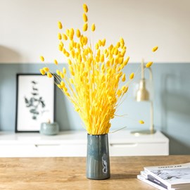 Botte de fleurs séchées phalaris jaune