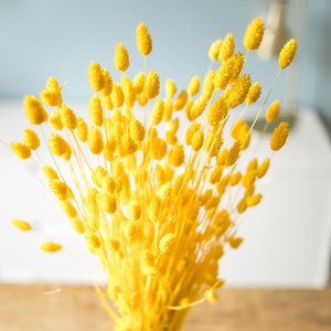Botte de fleurs séchées phalaris jaune