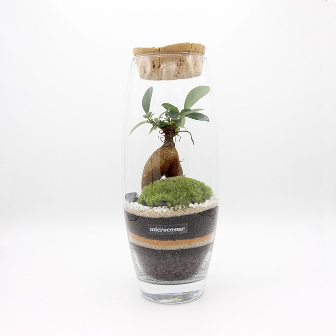Terrarium Virgile en kit DIY Nature & Découvertes