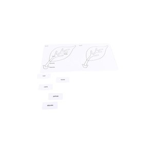 Cartes nomenclature feuille