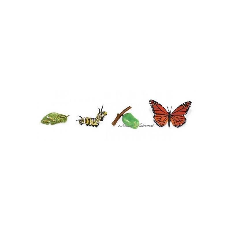 Cycle papillon monarque