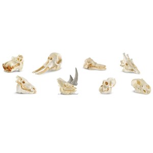 Figurines crânes de mammifères