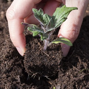 Kit de semis express