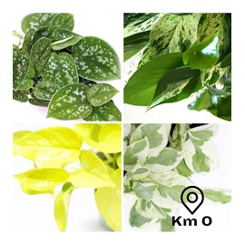 Lot pothos exclusifs