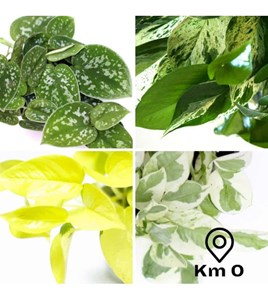 Lot de 4 pothos exclusifs