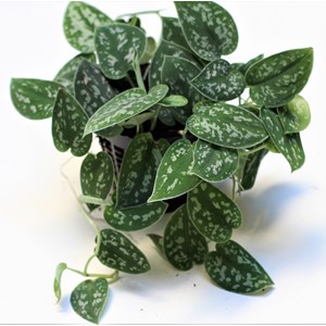 Lot pothos exclusifs