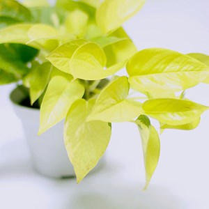 Lot pothos exclusifs