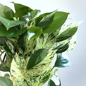 Lot pothos exclusifs