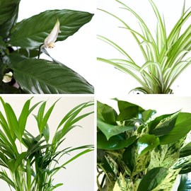 Lot plantes purificatrices