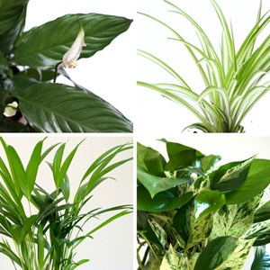 Lot de 4 plantes purificatrices d’air