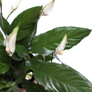 Lot plantes purificatrices