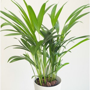 Lot plantes purificatrices
