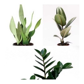 Lot plantes résistantes