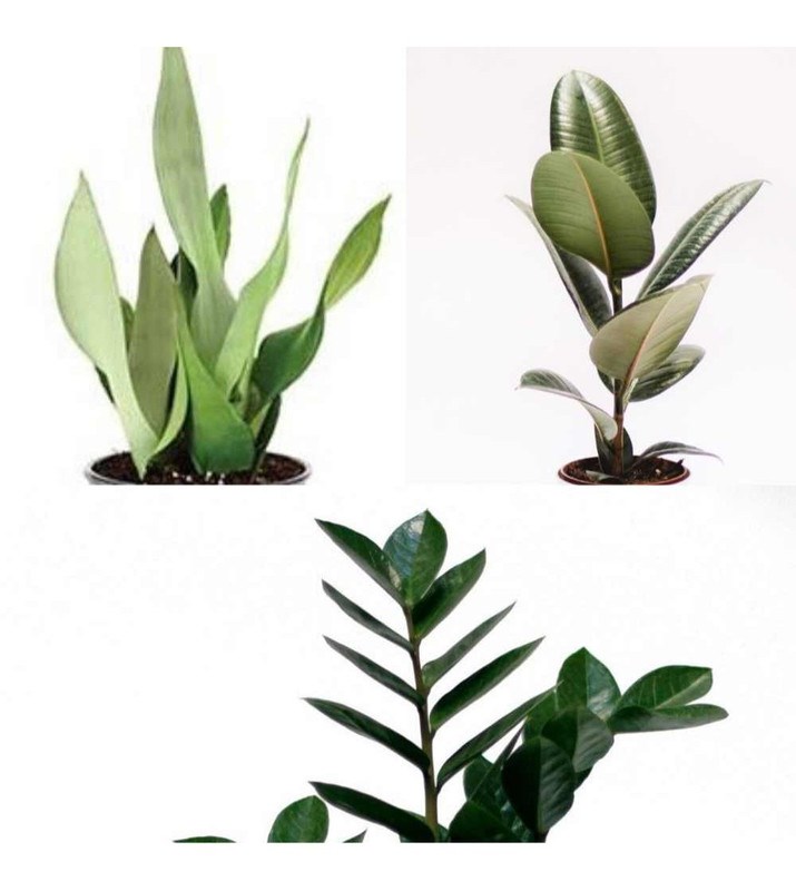 Lot plantes résistantes
