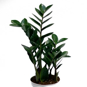 Lot plantes résistantes