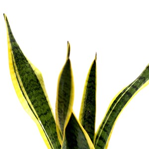 Lot plantes résistantes