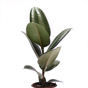 Lot plantes résistantes