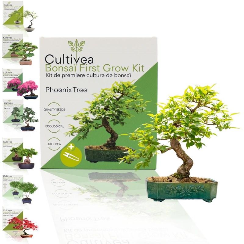 Cultivea - kit first bonsai phoenix tree