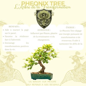 Cultivea - kit first bonsai phoenix tree