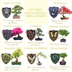 Cultivea - kit first bonsai phoenix tree