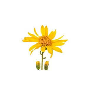 Arnica - macérât huileux bio - 10ml - flacon en verre