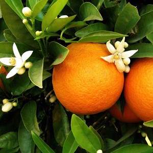 Bougie parfumée fleur d'oranger