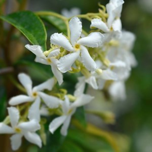 Bougie parfumée jasmin