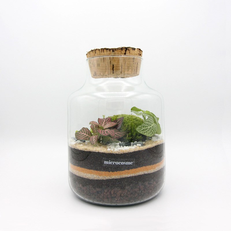 Terrarium plante kit Nature & Découvertes