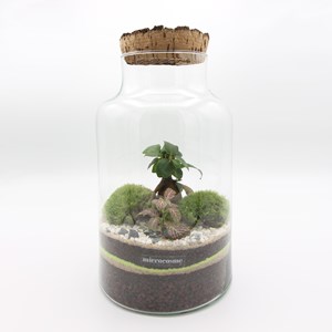 Terrarium célien médium en kit diy