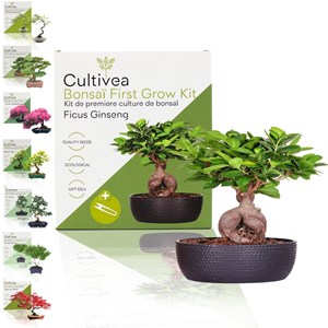 Cultivea kit first bonsai ficus ginseng