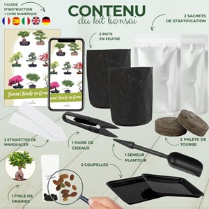 Cultivea kit first bonsai ficus ginseng