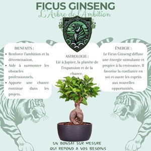 Cultivea kit first bonsai ficus ginseng