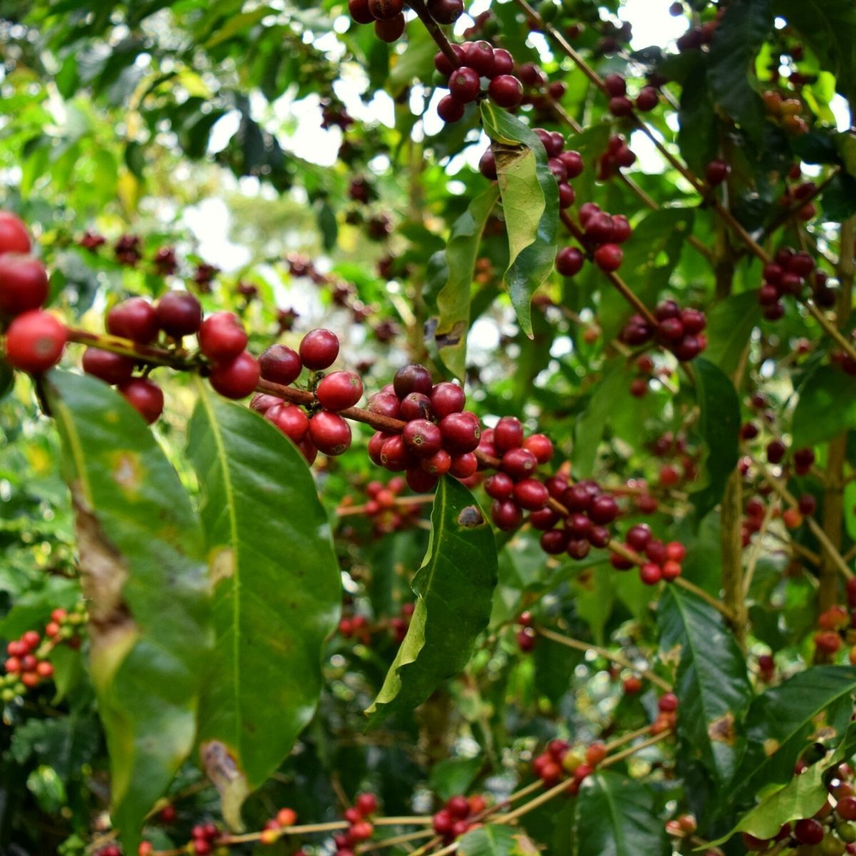 Assortiment café en grain équitable bio