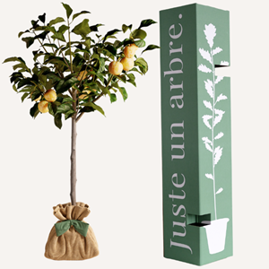 Prunier reine claude arbre à offrir