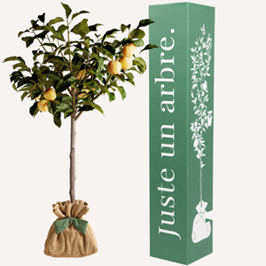 Prunier reine claude - idée cadeau