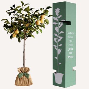 Prunier reine claude arbre à offrir