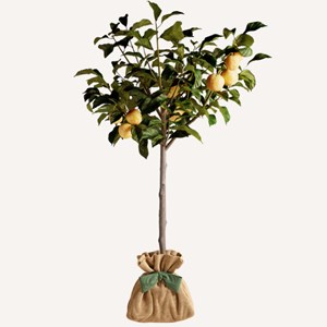 Prunier reine claude arbre à offrir