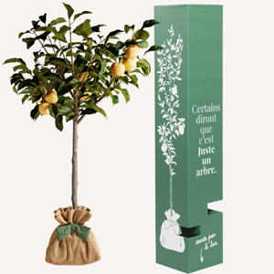 Prunier reine claude - idée cadeau