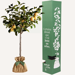 Prunier reine claude - idée cadeau