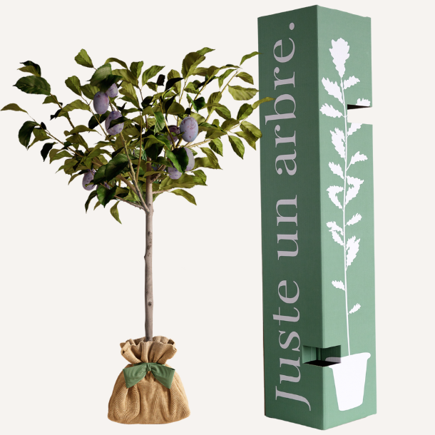 Prunier quetsche - idée cadeau