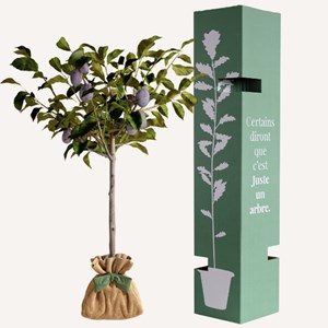 Prunier quetsche - idée cadeau