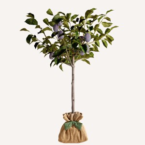 Prunier quetsche - idée cadeau