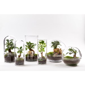 Terrarium jungle rocket medium ficus