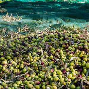 Filet de récolte olives ou autres - 6x8m