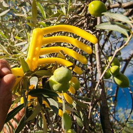 Peigne à olives - 9 dents