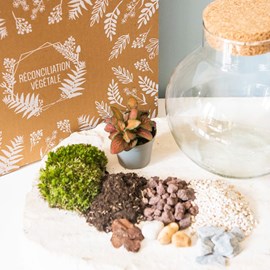 Kit diy pour terrarium 1 fittonia rouge